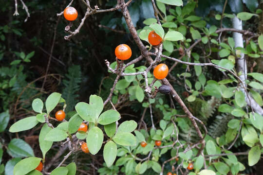 Image of Coprosma foetidissima J. R. Forst. & G. Forst.