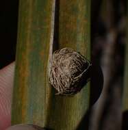 Image of Palmetto Tortoise Beetle