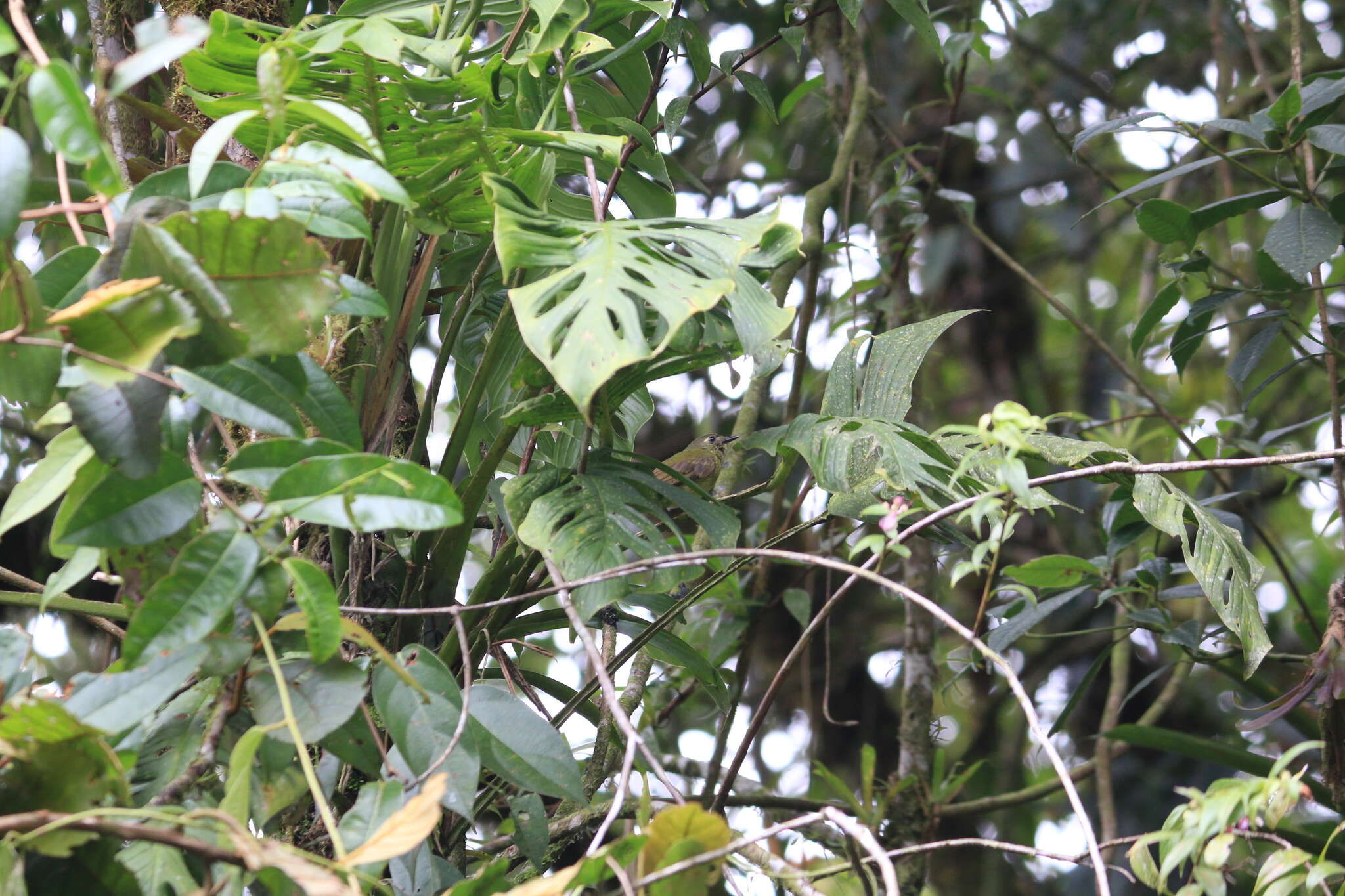 Image of Olive-striped Flycatcher