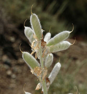 Image of Panamint Mountain lupine