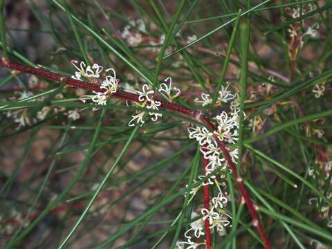 Image of Hakea actites W. R. Barker