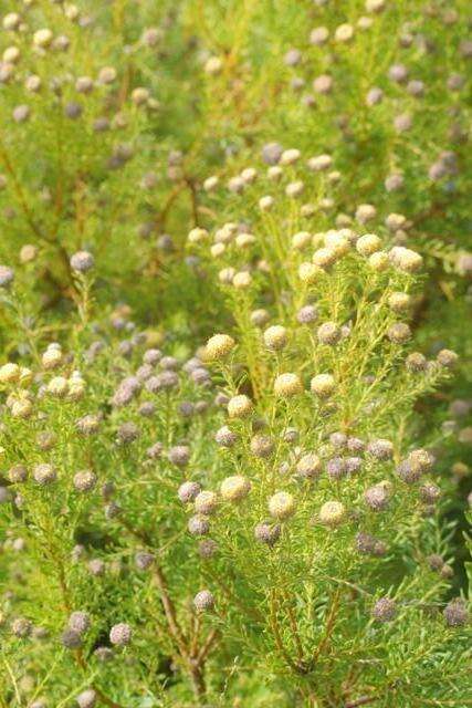 Plancia ëd Leucadendron linifolium (Jacq.) R. Br.