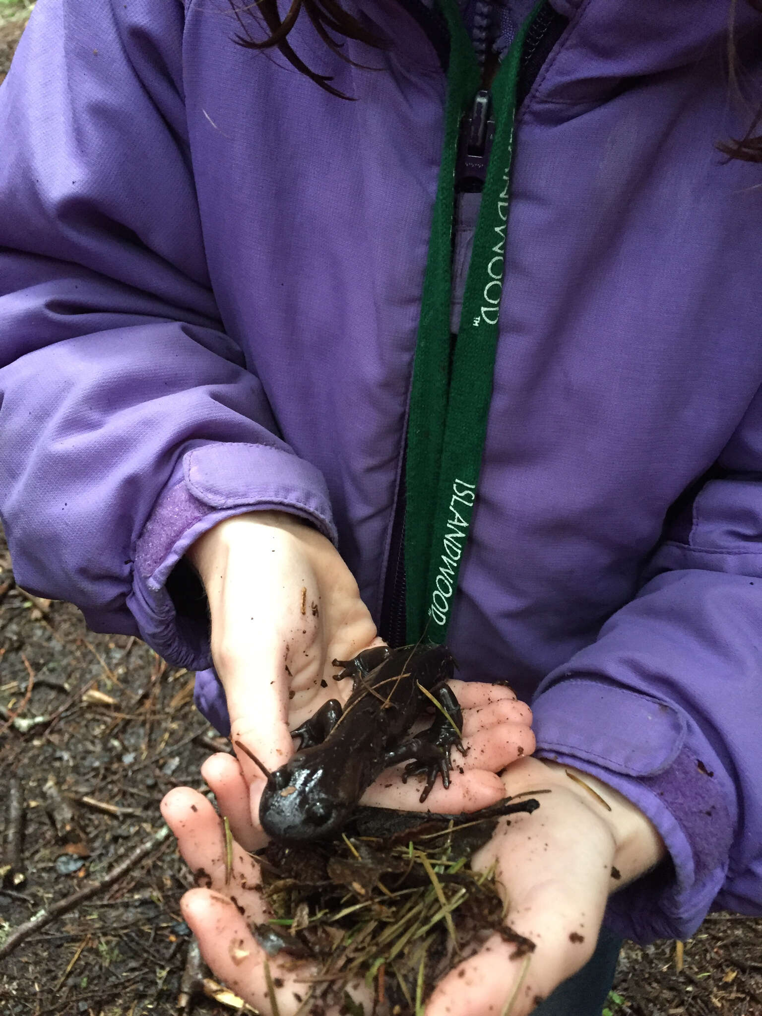 Image of Northwestern Salamander