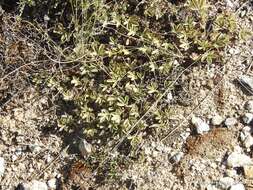 Image of abbotswood potentilla