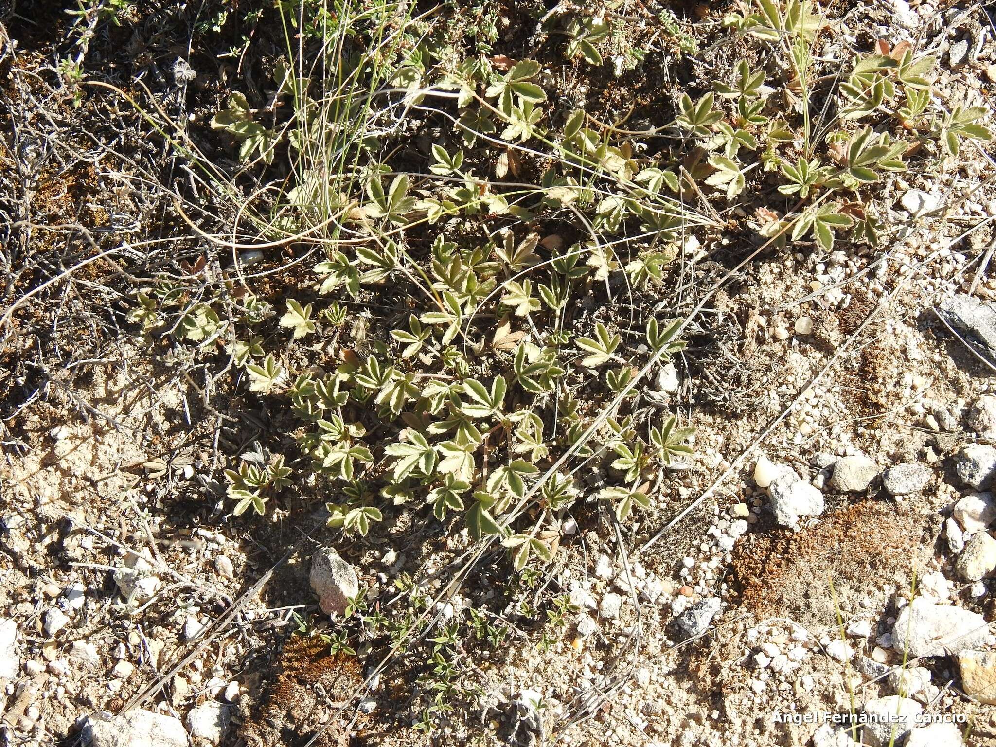 Image of abbotswood potentilla