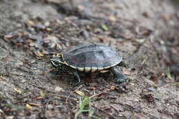 Plancia ëd Malayemys macrocephala (Gray 1859)