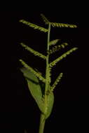 Image of Paspalum canarae (Steud.) Veldkamp