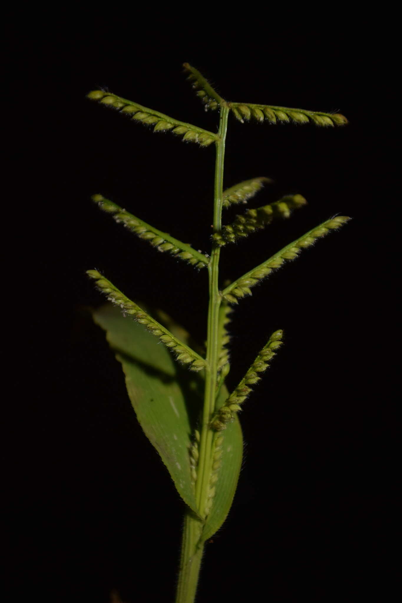 Image of Paspalum canarae (Steud.) Veldkamp