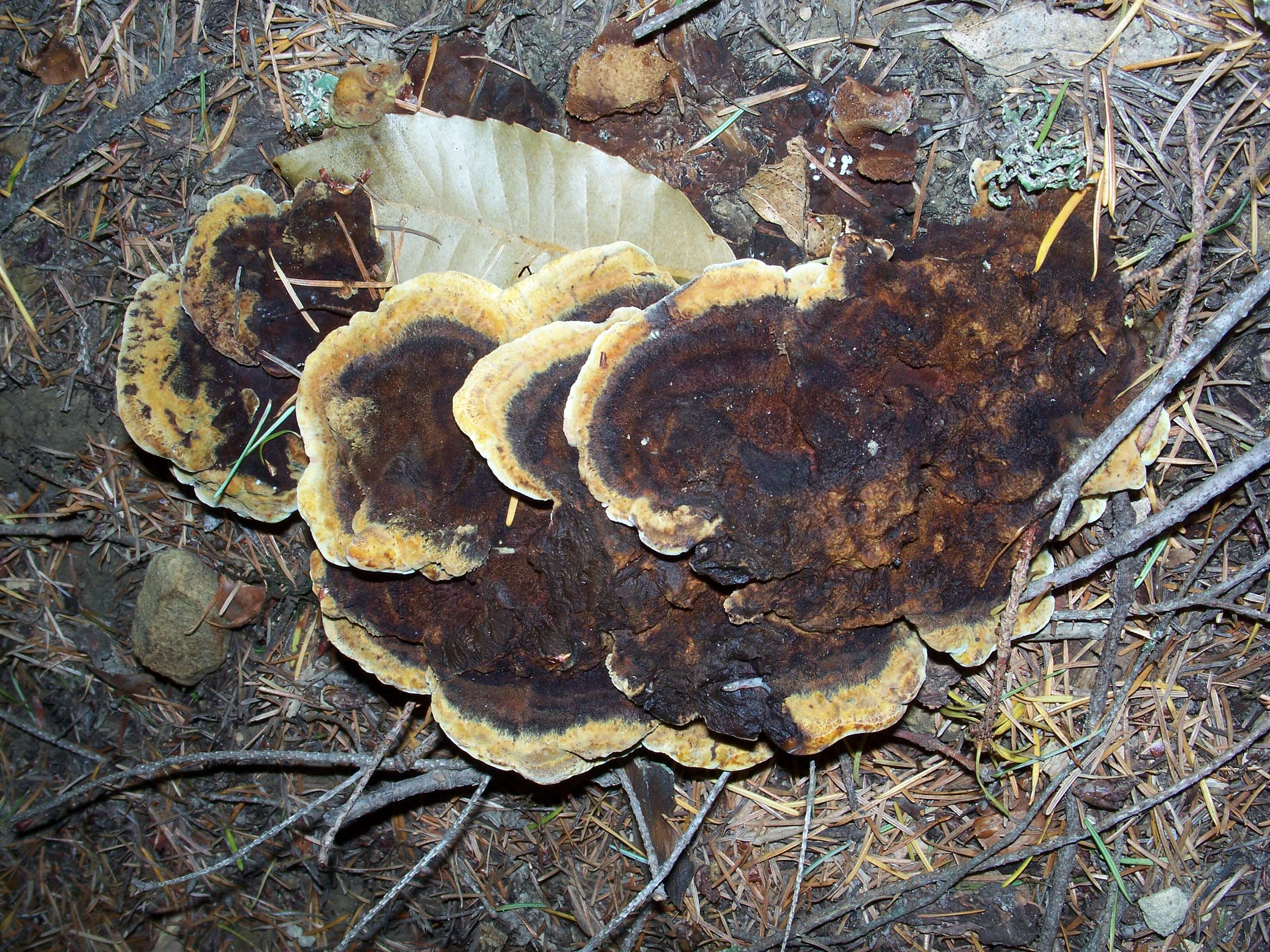 Image of dyer's polypore