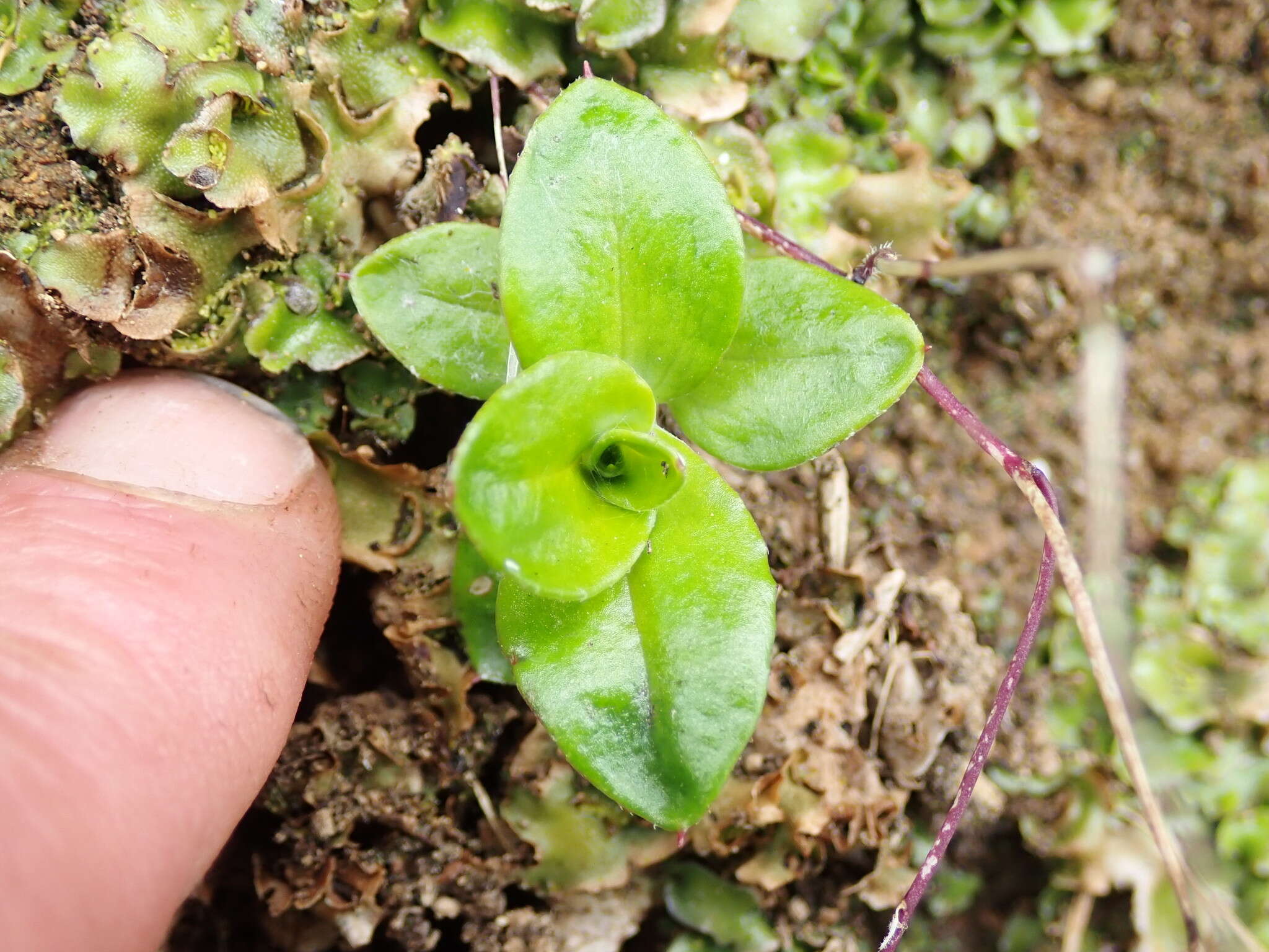 Image of Anaphalioides hookeri (Allan) A. A. Anderberg