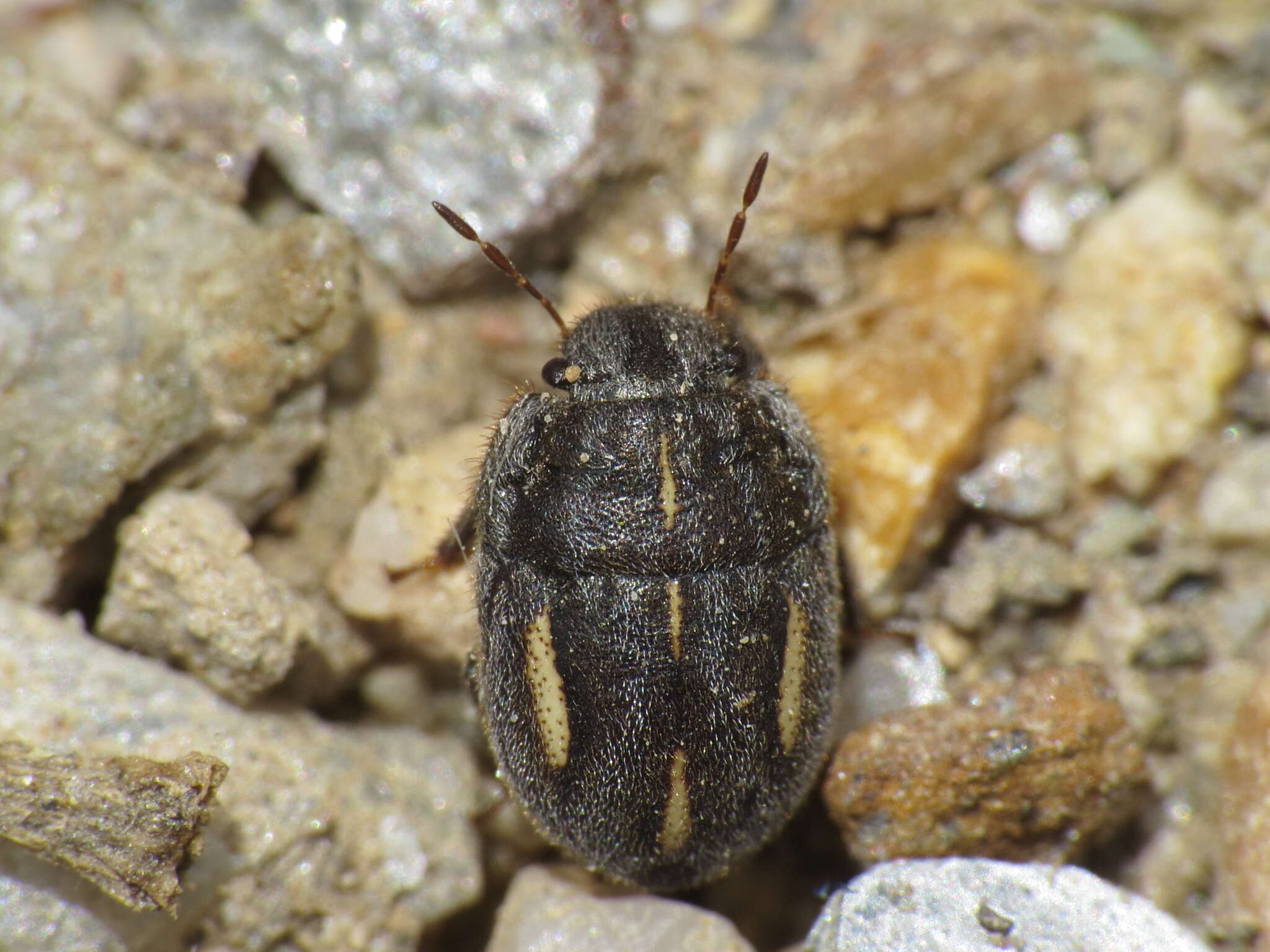 Image of <i>Odontoscelis lineola</i>