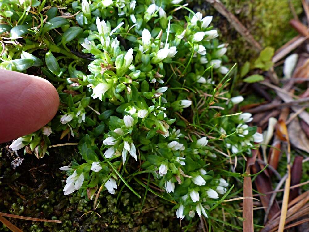 Image of Gentianella cerina (Hook. fil.) T. N. Ho & S. W. Liu