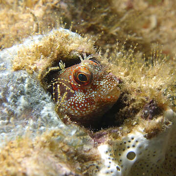 Imagem de Mimoblennius