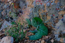 Plancia ëd Othonna macrophylla DC.