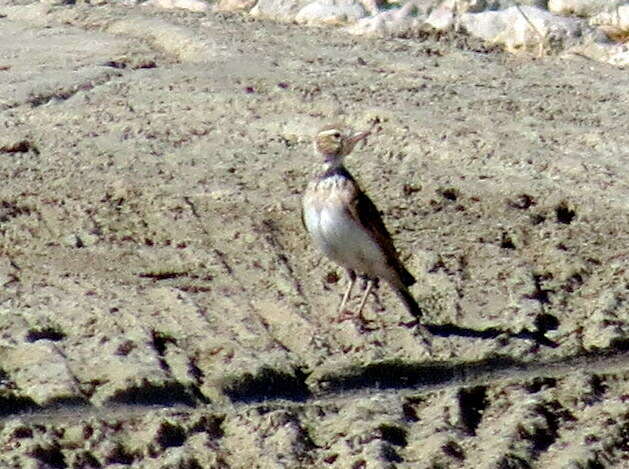 Image of Stark's Lark