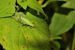 Image of Different-horned Tree Cricket