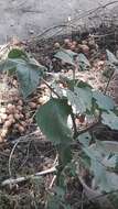 Image of hairy nightshade