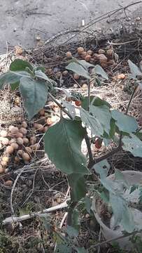 Image of hairy nightshade