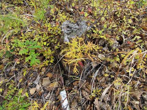 Image of Artemisia maximovicziana (F. Schum.) Krasch. ex Poljakov