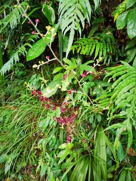 Image of Veratrum schindleri O. Loes.