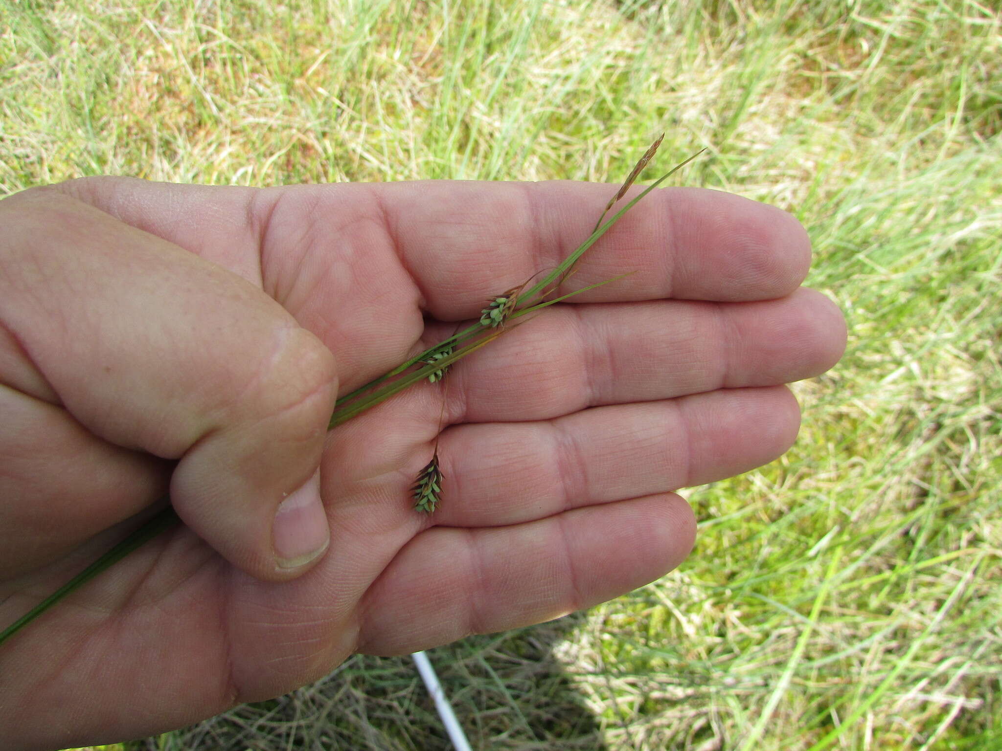 Image of boreal bog sedge