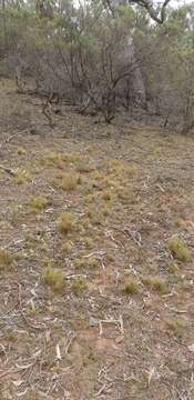 Image of serrated tussock