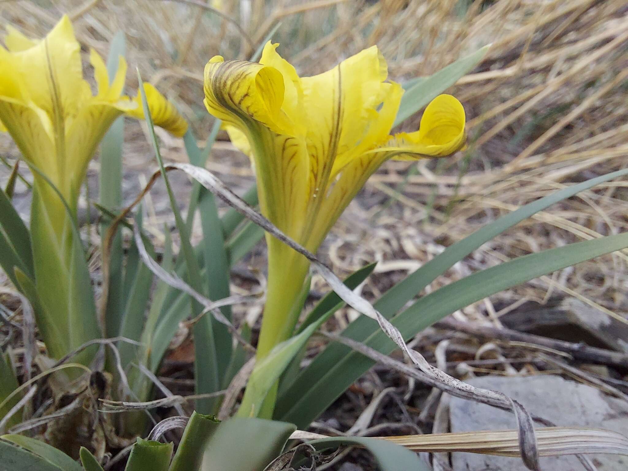 Image de Iris potaninii Maxim.