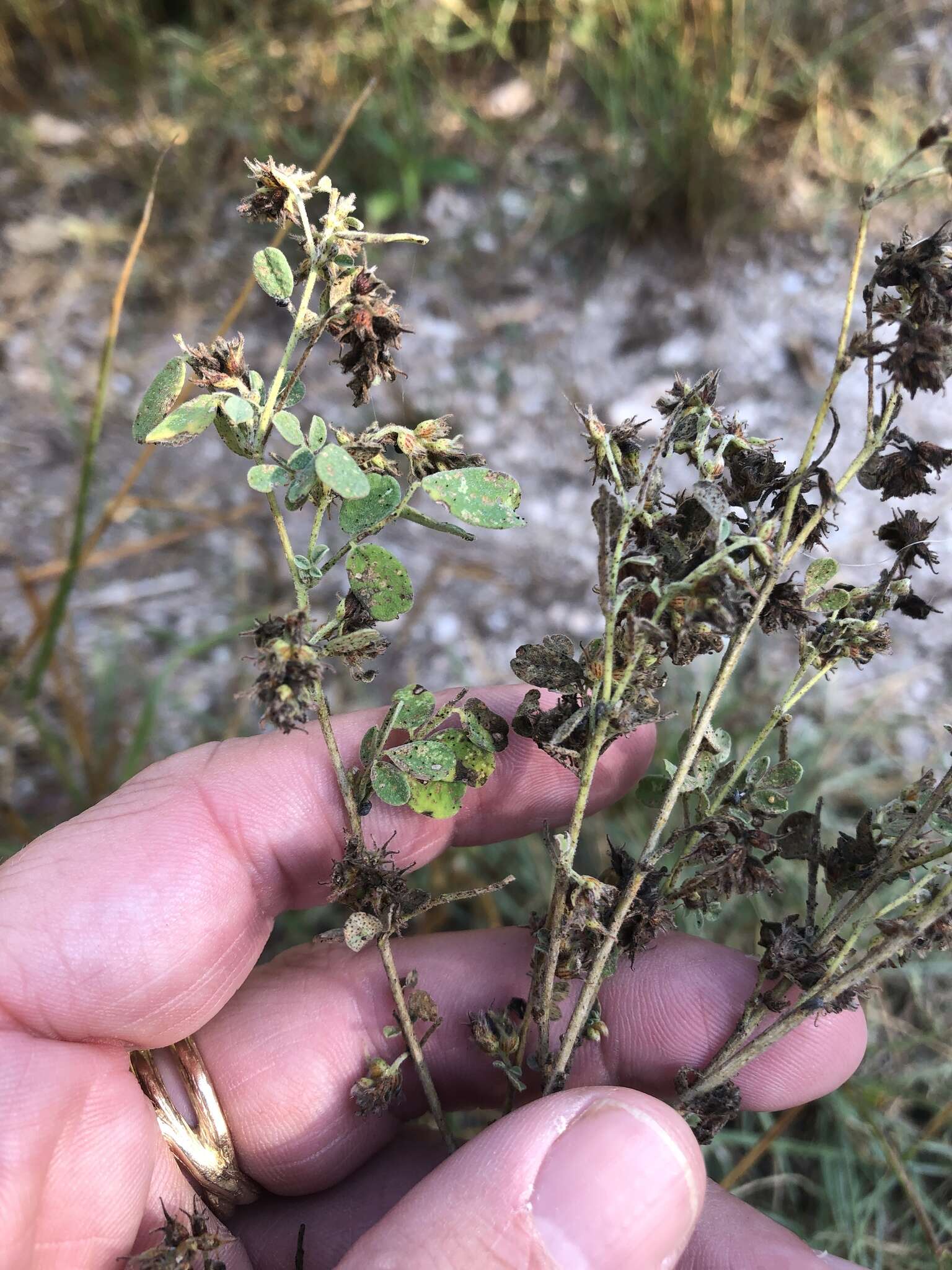 Слика од Dalea scandens (Mill.) R. T. Clausen