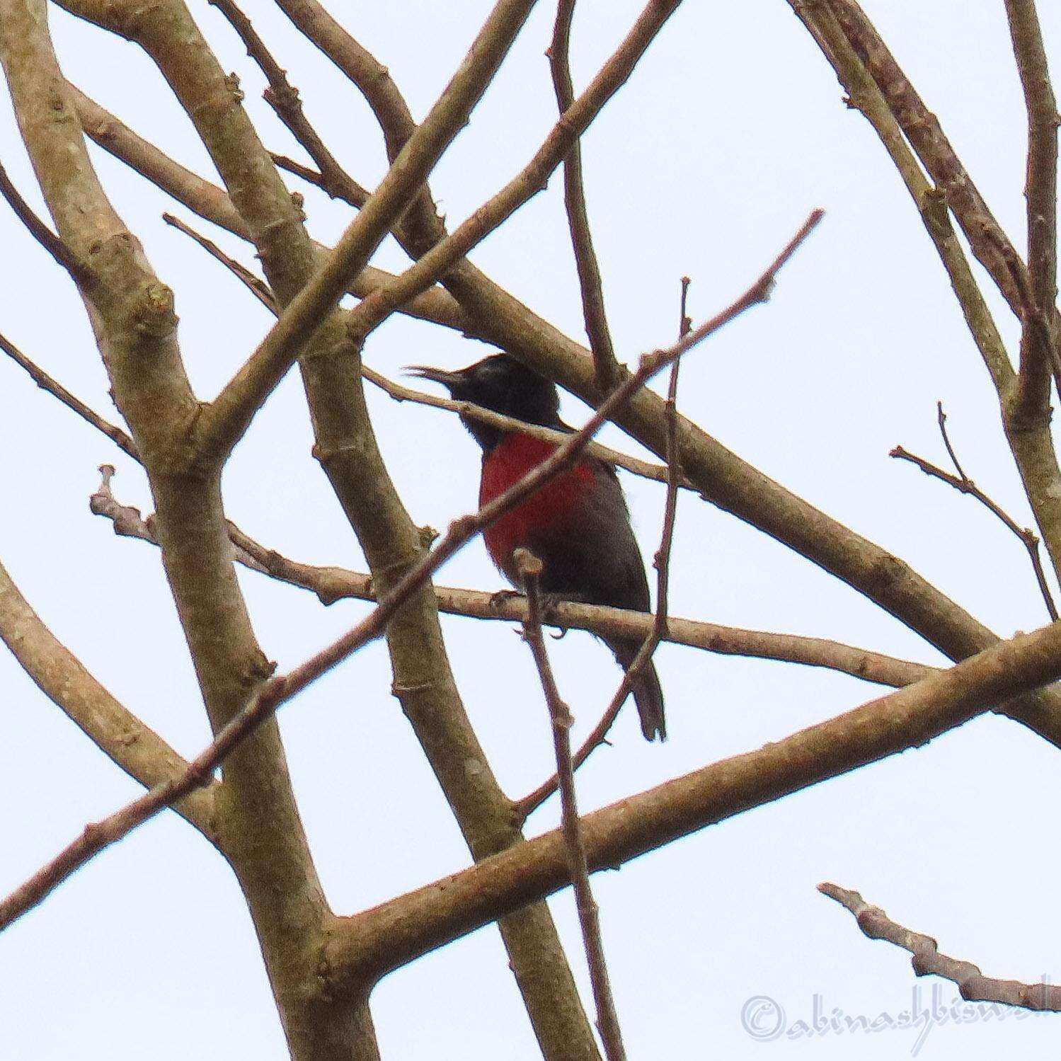 Image of Van Hasselt's Sunbird