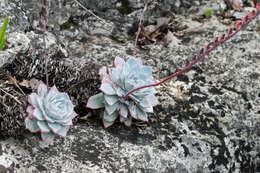 Image of Echeveria peacockii Croucher