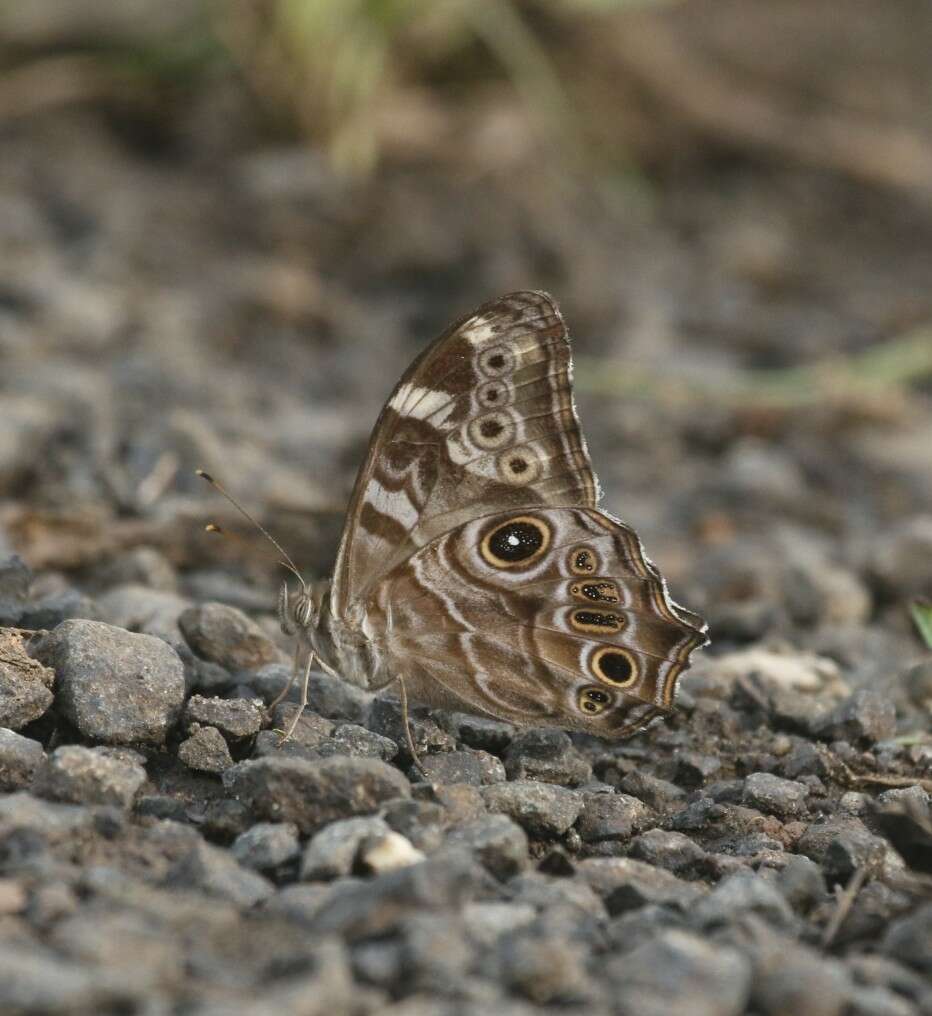 Image of Common Tree Brown