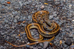 Image of buff striped keelback