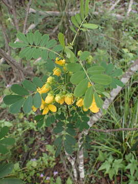 Image of Gaudichaud's senna