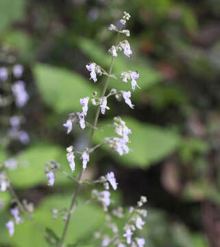 Image of Isodon japonicus var. japonicus