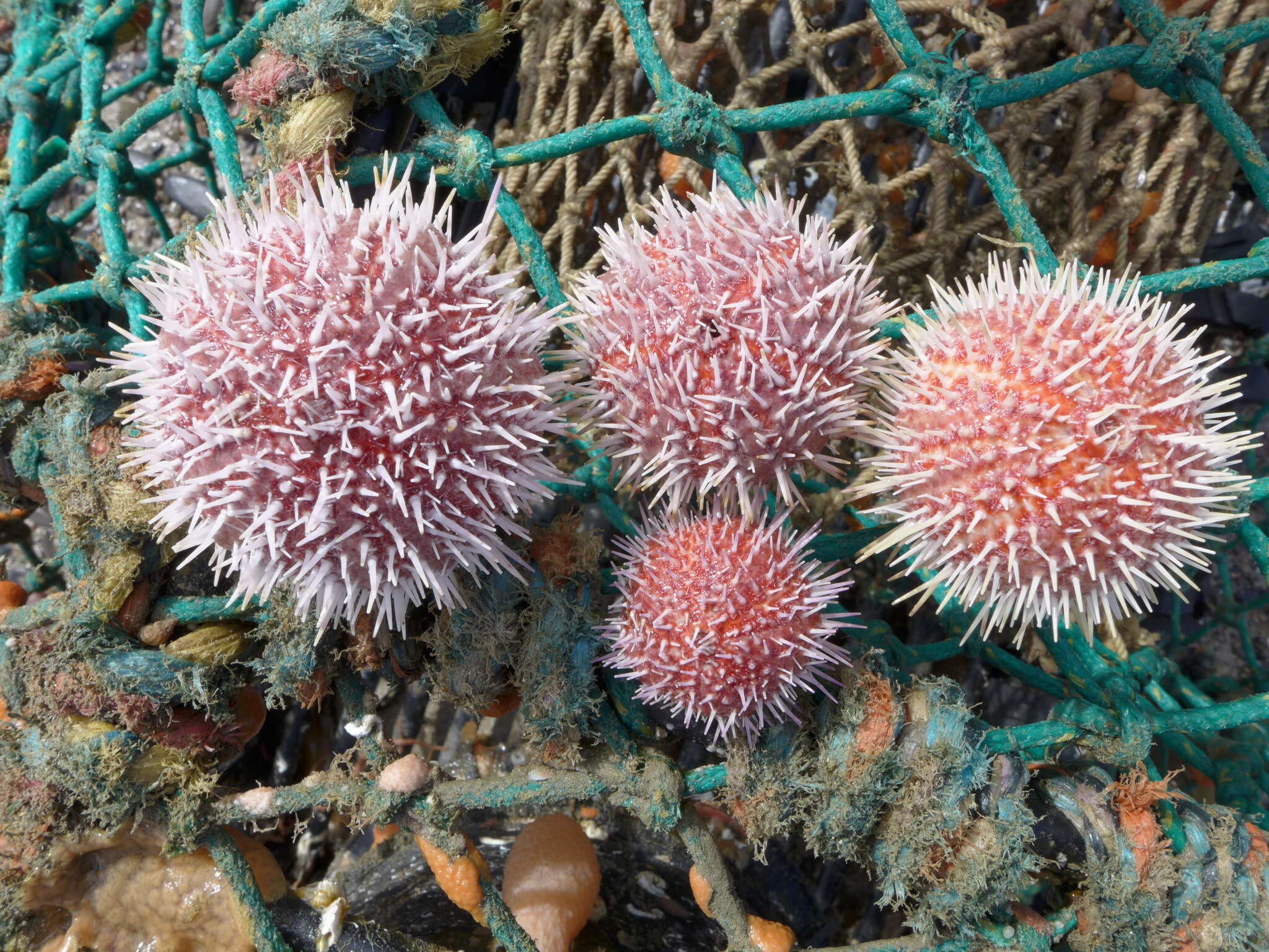 Image of Edible sea urchin