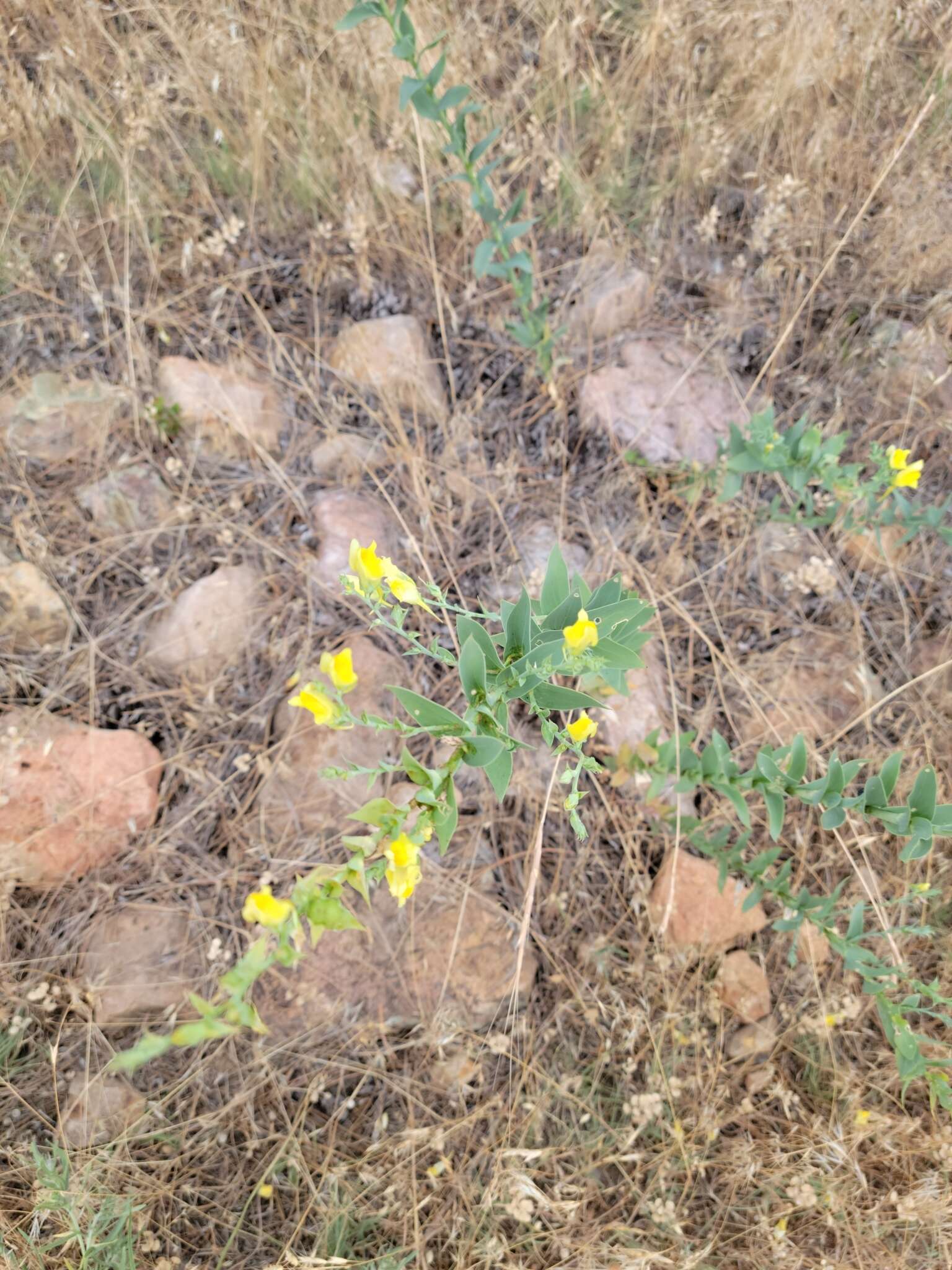 Plancia ëd Linaria dalmatica subsp. dalmatica