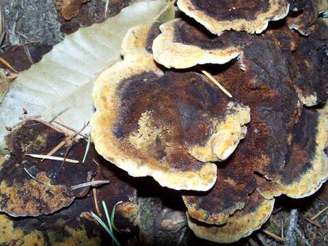 Image de Polypore éponge