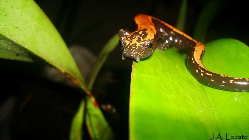 Image of Broadfoot Mushroomtongue Salamander