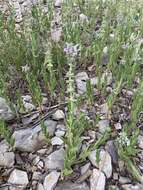 Image de Stachys pilosa var. pilosa