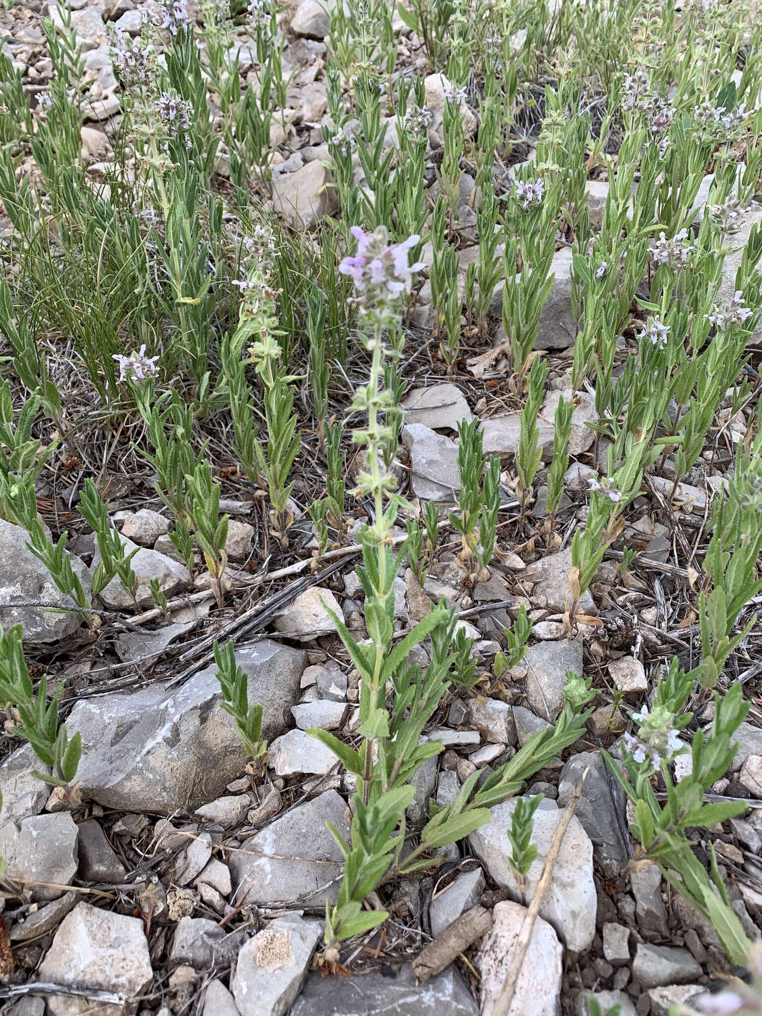 Image de Stachys pilosa var. pilosa