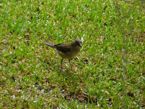 Imagem de Turdus grayi Bonaparte 1838