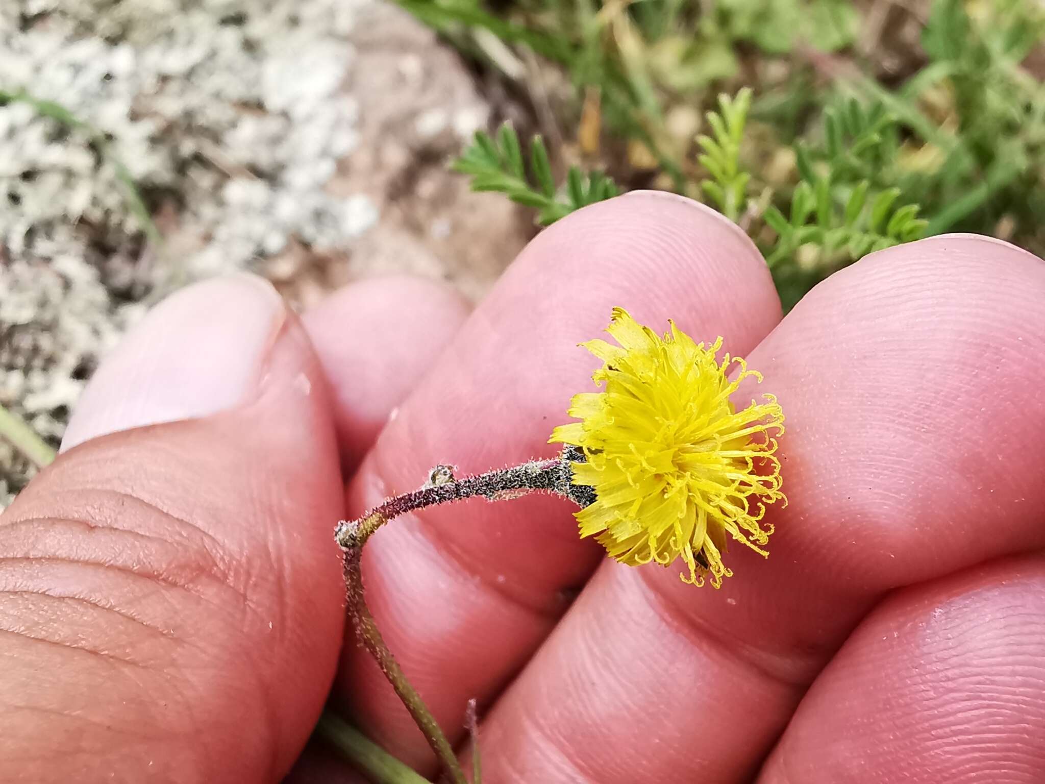 Image of Rusby's hawkweed