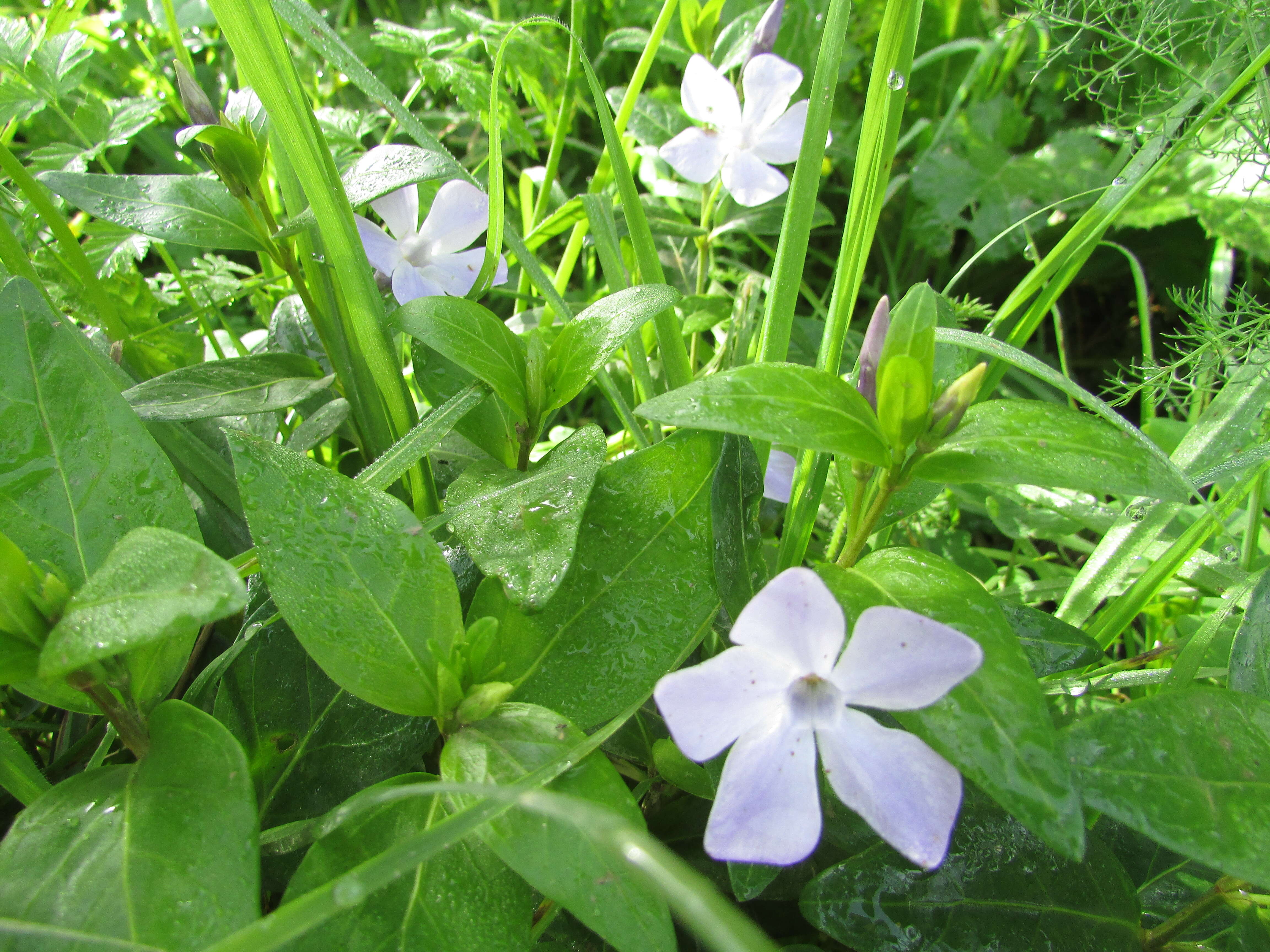 Image of Vinca difformis Pourr.