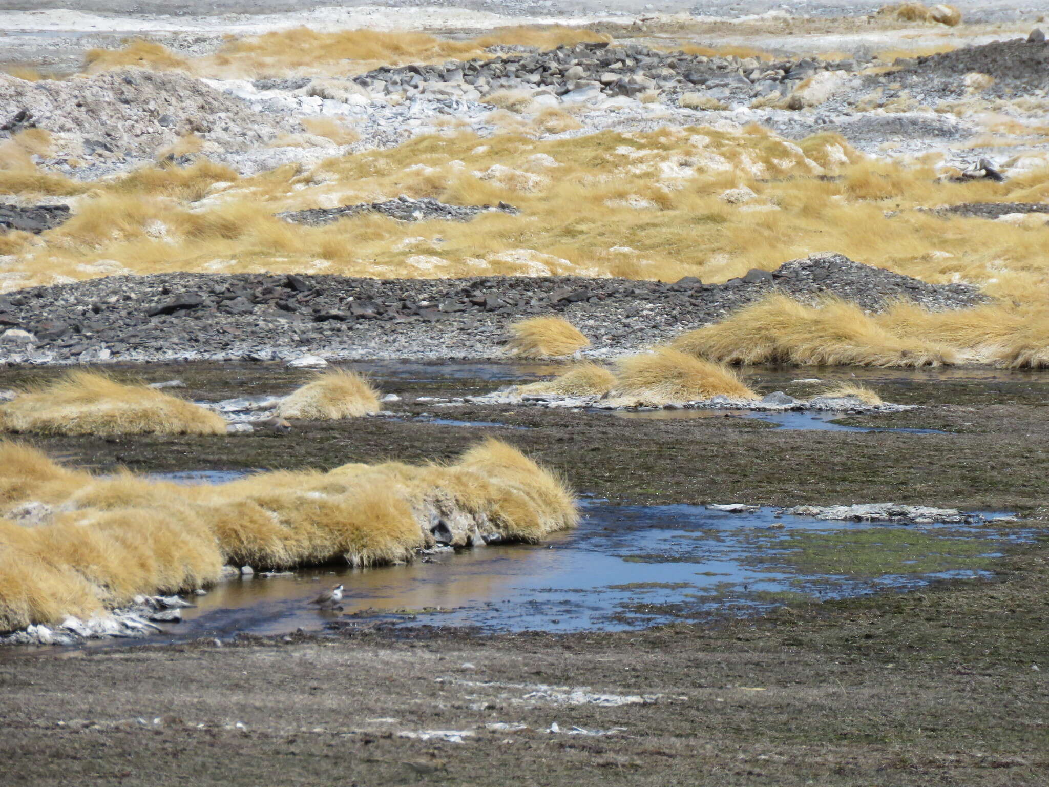 Image of Puna Plover