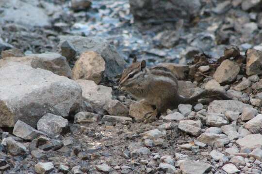 Image of Palmer’s Chipmunk