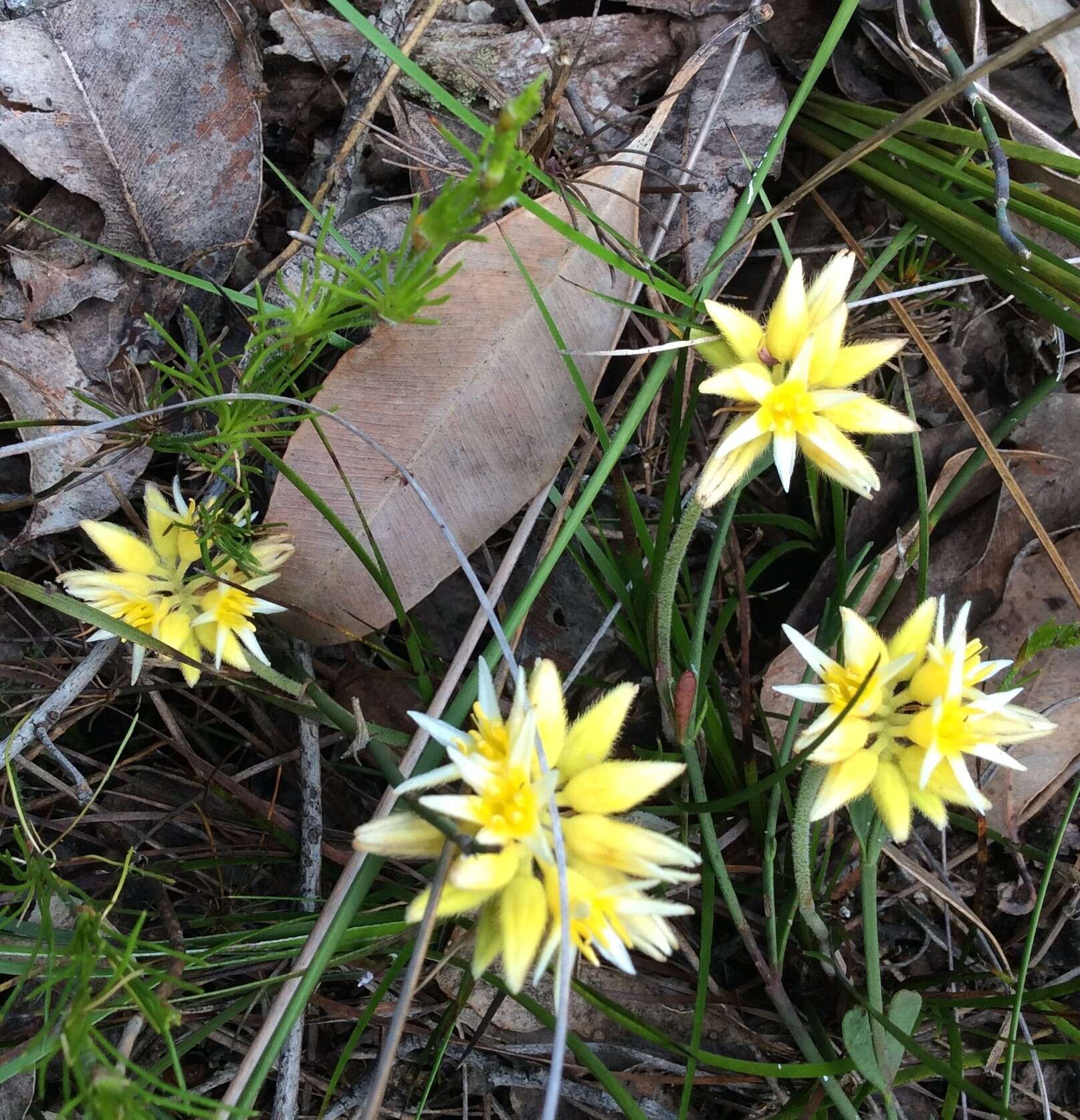 Image de Conostylis setigera R. Br.