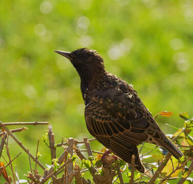 Image of Sturnus Linnaeus 1758