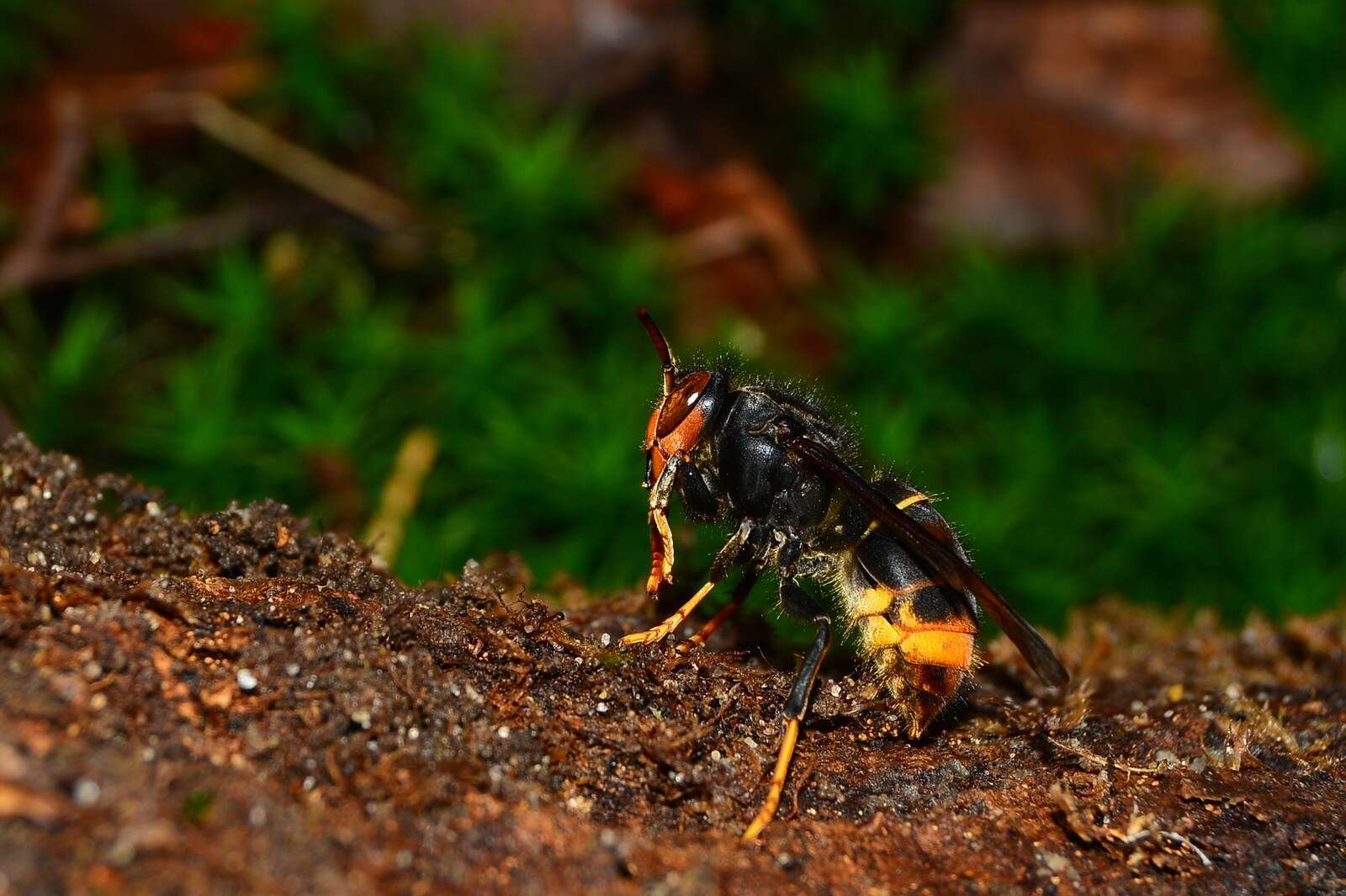 Image of Asian hornet