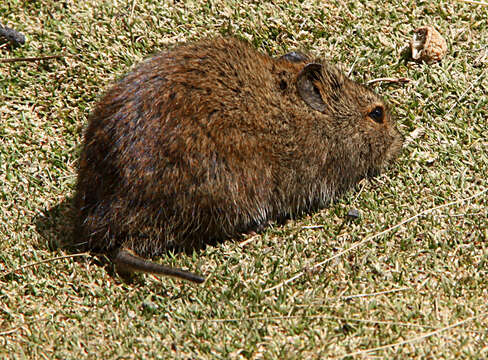 Image of Afroalpine Vlei Rat