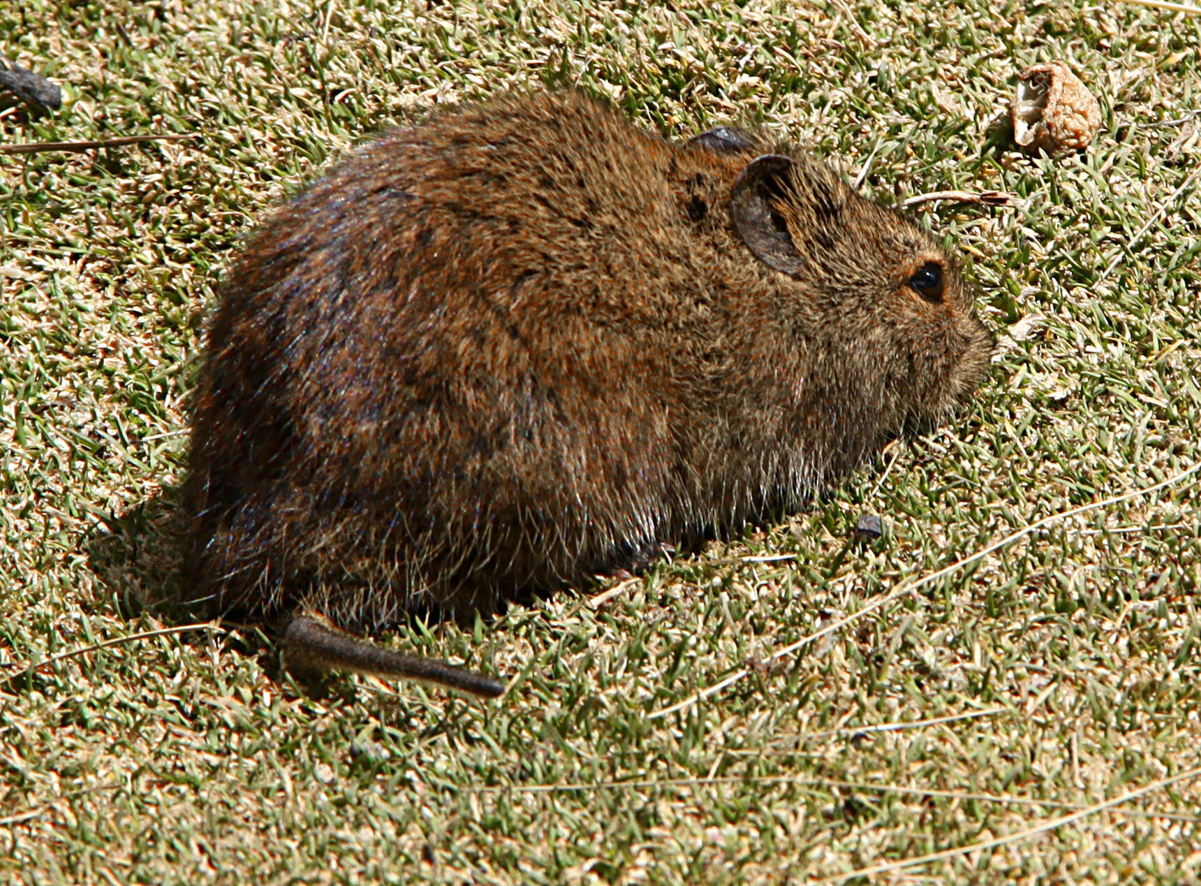 Image of Afroalpine Vlei Rat
